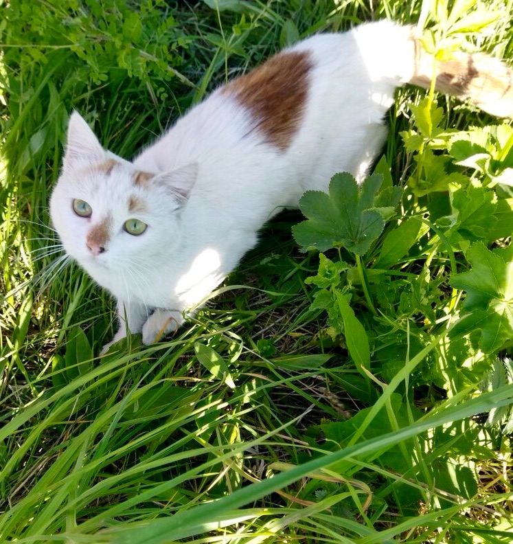 Кошка поле. Котенок в поле. Кошачий поле. Белая кошка в поле. Кошка живет в поле.