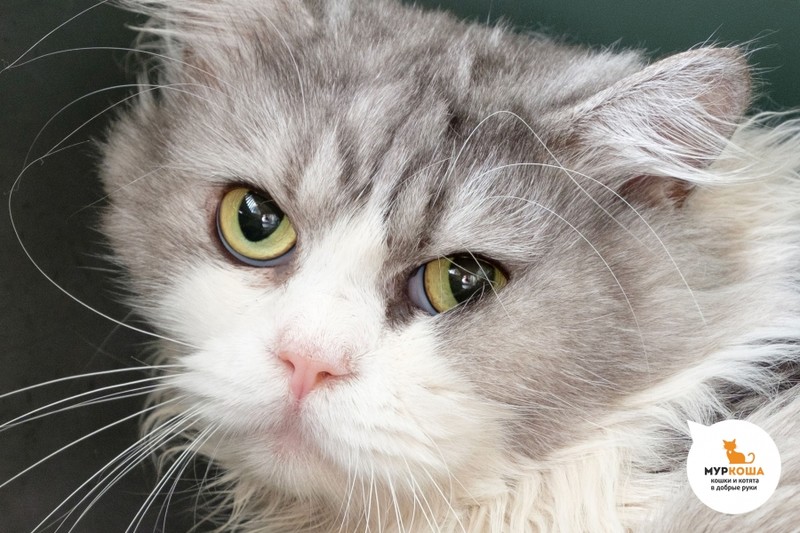 Дедушка руфус кот мультфильм. Кот руфус мультфильм дисней. Спасатели дисней 1977. Руфус дисней. Кот руфус мультфильм.