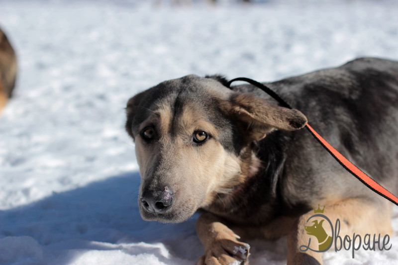 Mary dogs. Собака Мэри фото.