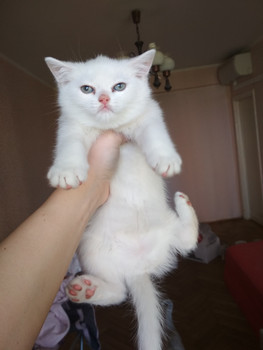 Собаки и кошки в добрые руки
