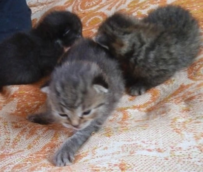Собаки и кошки в добрые руки