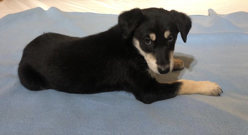 питомник чехов животные. собаки даром. щенка в москве в хорошие руки. щенка в москве в хорошие руки. собаки саров даром.