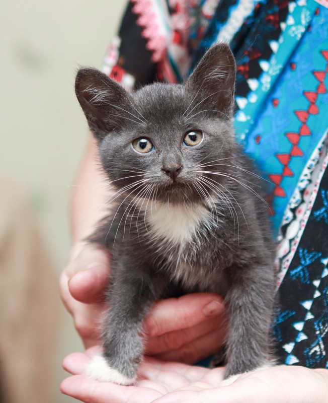 рыжий пушистый котенок в добрые руки. породистого котенка даром. #котятамосква. красивые породистые котята в добрые руки. трехшерстный котенок.