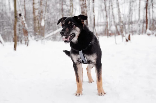 Собаки и кошки в добрые руки