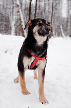 Собаки и кошки в добрые руки