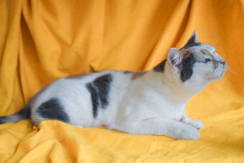 Собаки и кошки в добрые руки