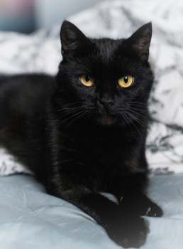 Собаки и кошки в добрые руки