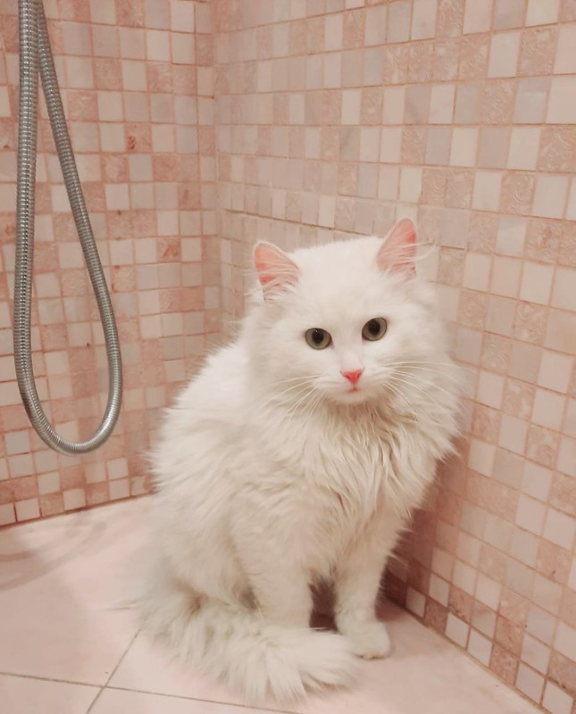 Nekobu - Белая молодая ангорская кошка Жасмин в добрые руки - Кошки и котята  в дар в Москве