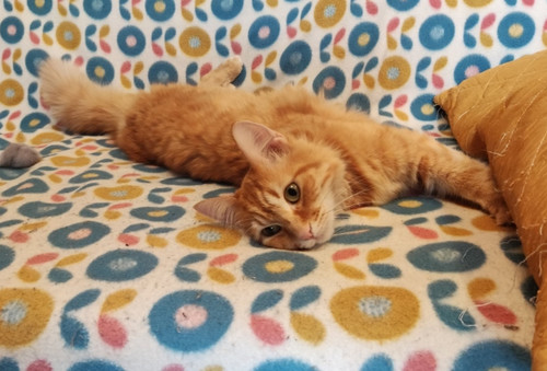 Собаки и кошки в добрые руки