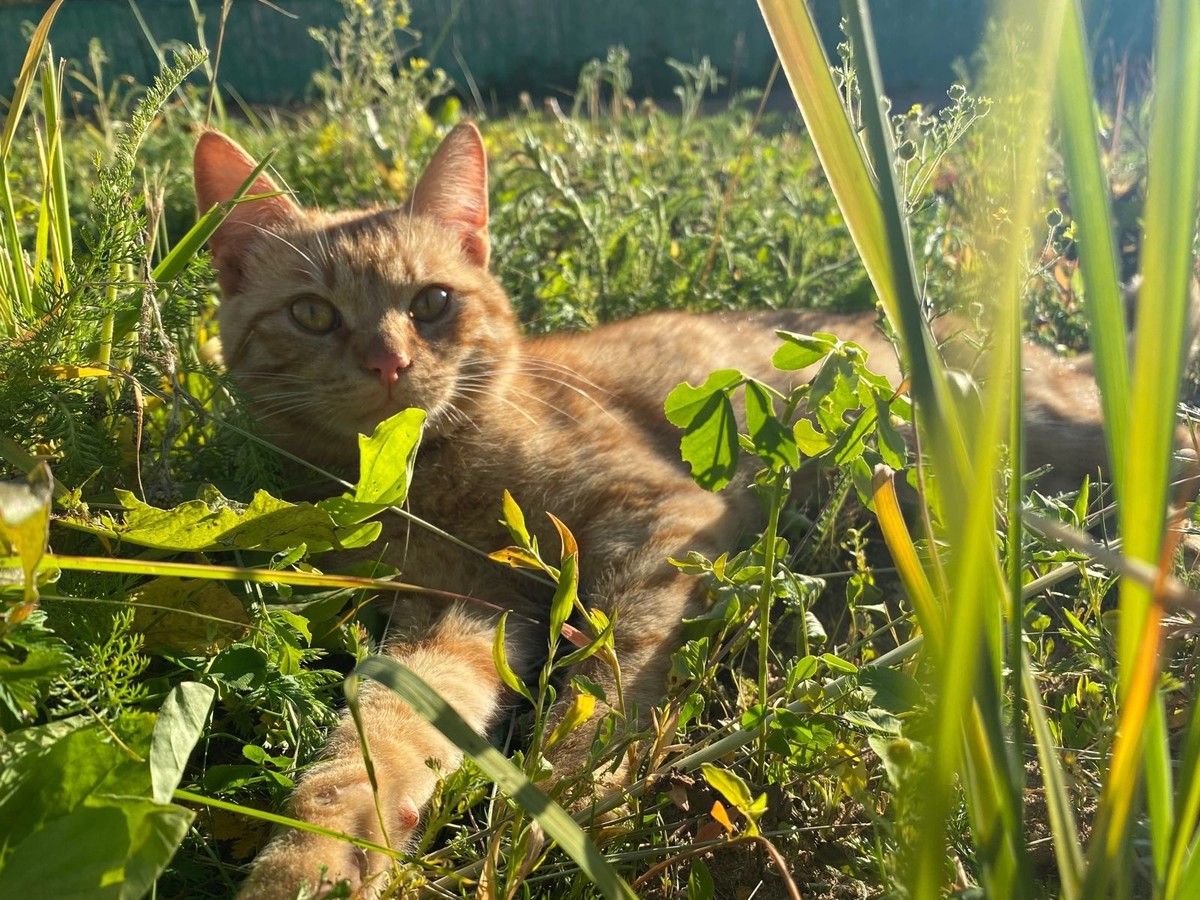 Nekobu - Кот Рыжик ищет дом - Кошки и котята в дар в Московской области