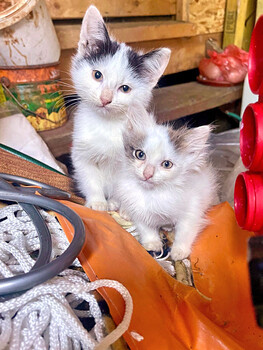 Собаки и кошки в добрые руки
