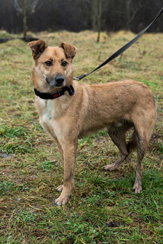 Собаки и кошки в добрые руки