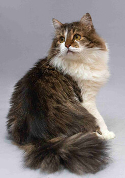 Собаки и кошки в добрые руки