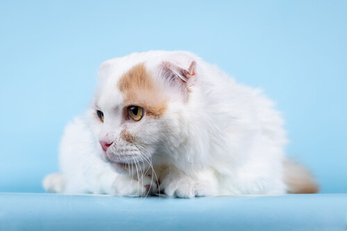 Собаки и кошки в добрые руки