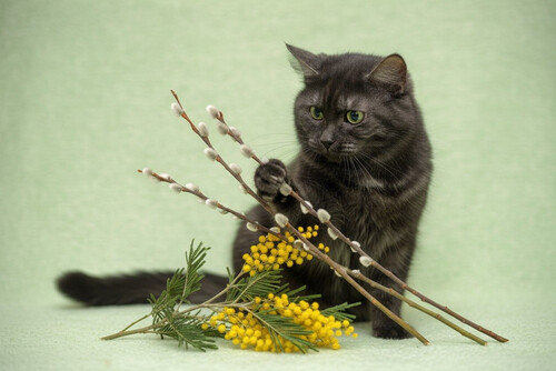 Собаки и кошки в добрые руки