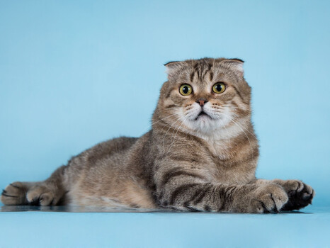 Собаки и кошки в добрые руки