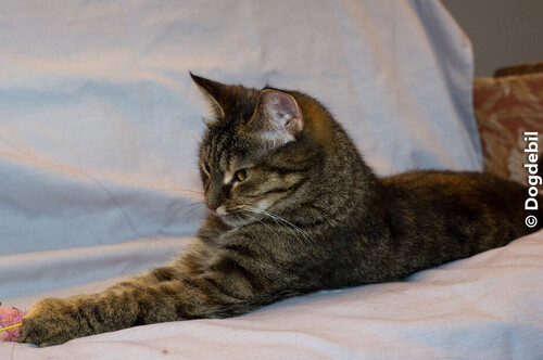 Собаки и кошки в добрые руки