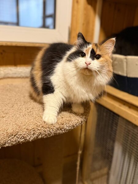Шикарные молодые котики и кошечки (1 г.) в дар