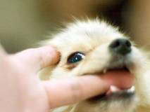 Собака-кусака: отучаем щенка кусаться